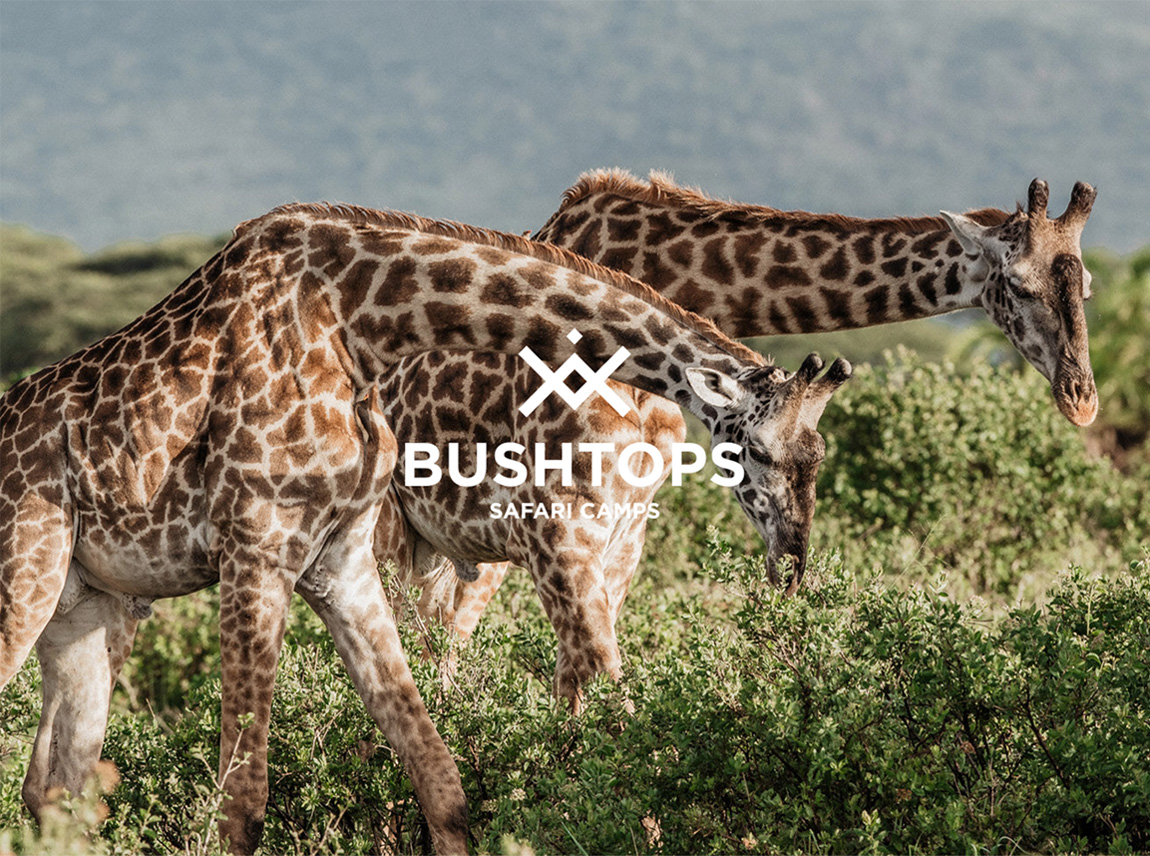 Two giraffes graze among the trees with the Bushtops Camps logo centered in the middle of the image